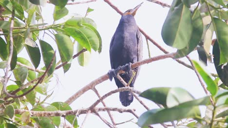 Gran-Pájaro-Cormorán-En-La-Rama-De-Un-árbol-En-Busca-De-Comida-I-Gran-Pájaro-Cormorán-Almacen-De-Video
