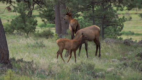 Heard-of-elk-with-babies