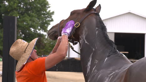 Washing-a-dark-brown-show-horse-before-an-equestrian-competition