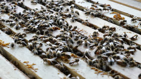Honigbienen,-Die-Auf-Der-Spitze-Eines-Bienenstocks-Aktiv-Sind
