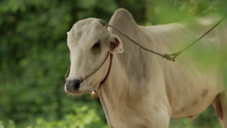 lean-white-cow-on-a-leash-standing-under-a-tree