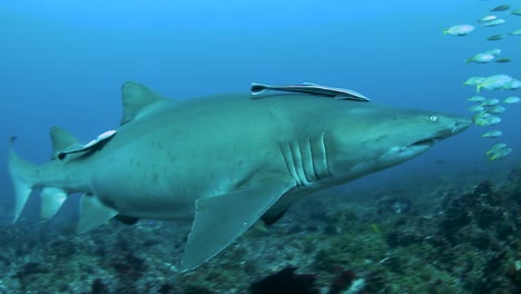A-critically-endangered-Grey-Nurse-Shark-swimming-along-with-smaller-fish