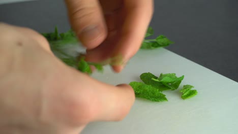 Girl-picking-leaves-off-spearmint,-with-bare-hands