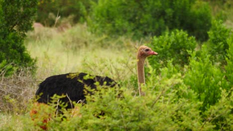 Slow-motion:-Lone-adult-male-Ostrich-walks-between-green-bushes,-close-up-side-view,-head-moves-up-and-down