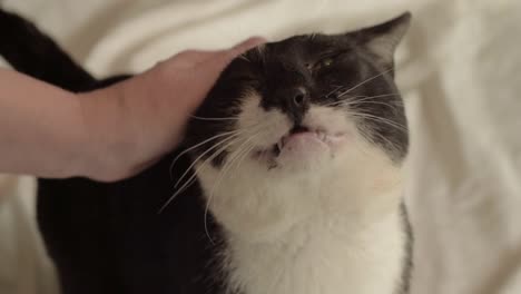 Cat-enjoying-affection-from-owner