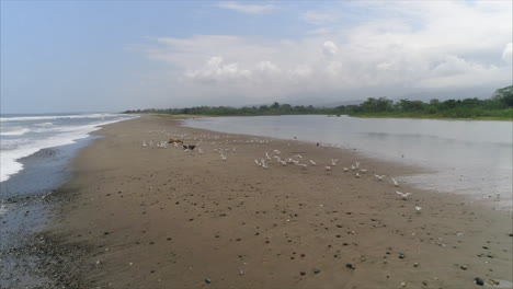 Antenne:-Pelikane-Und-Möwen-In-Zeitlupe-Fliegen-Am-Tropischen-Strand,-Honduras