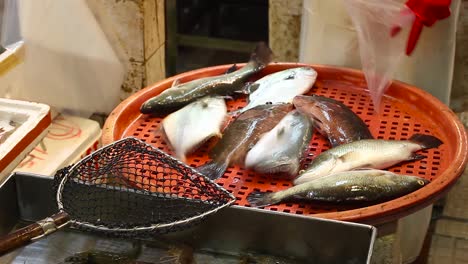 Fische,-Aus-Dem-Wasser,-Müll-Herum-In-Einem-Markt-In-China
