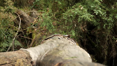 Un-Pequeño-Pájaro-Gris-Aterriza-En-Un-árbol-Caído-En-El-Parque-Nacional-Otway-Ranges-Australia