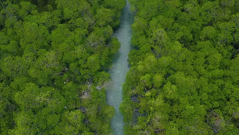 mangrove-forest-seen-from-above