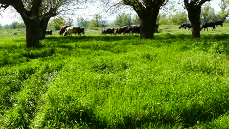 A-herd-cows-the-pasture-of-a-meadow-with-lush-grass