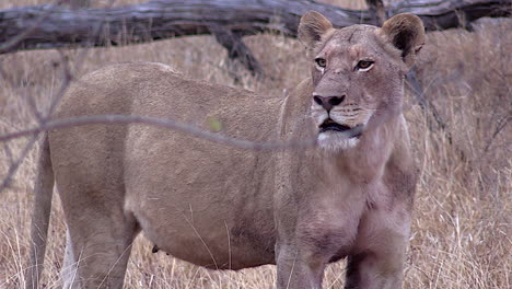 Lioness-contact-calls-and-searches-for-her-lost-cubs-in-the-wilderness-of-The-Kruger