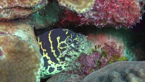 Chain-Moray-Eel-looking-out