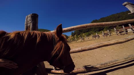 Cuddling-horse-with-saddle-on-farm,-shot-from-point-of-view