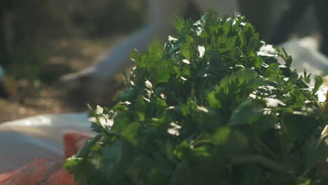 Parsley-close-up-outdoors-blowing-in-the-wind-sunshine