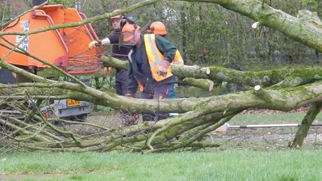 Council-tree-surgeons-wearing-hi-viz-safety-gear-chopping-tree-into-sections---putting-it-through-chipping-machine