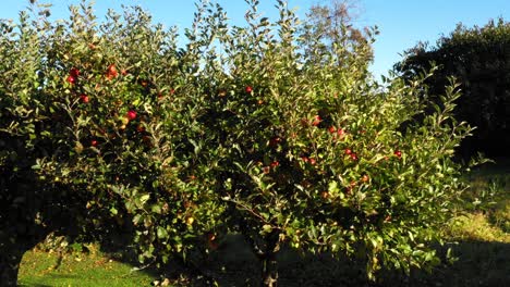 Grüner-Apfelbaum-Mit-Roten-Äpfeln