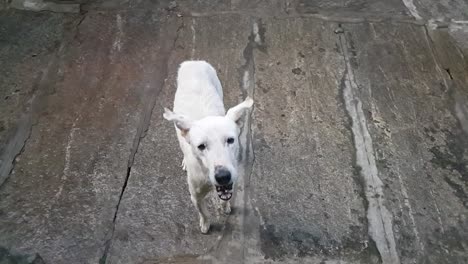 Slow-motion-video-of-a-white-stray-dog-catching-biscuits-thrown-at-it