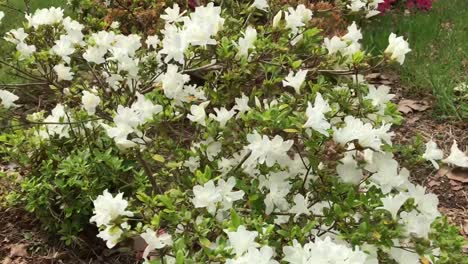 A-Rhododendron-shrub-with-white-blooming-flowers