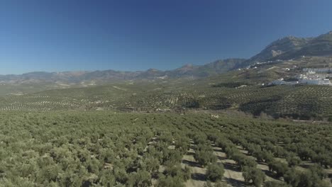 Endless-regular-rows-of-olive-trees-in-olive-grove-around-Cazorla-village-in-Andalusia,-Spain