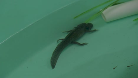 Axolotl-swimming-in-water-tank