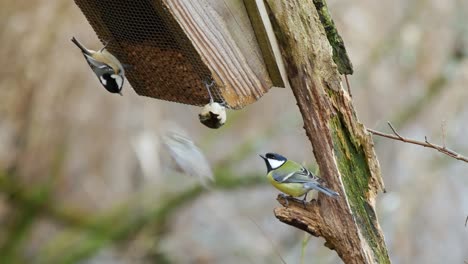 A-group-of-European-blue-tits,-coal-tits,-and-great-tits-perched-on-a-branch-and-feeding-on-peanuts-in-a-wooden-feeder