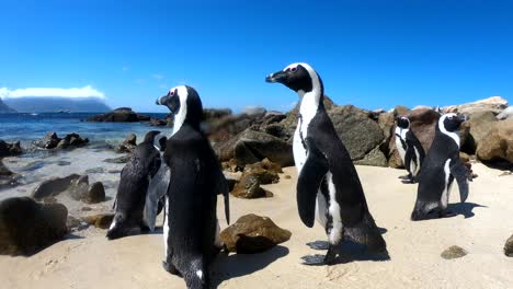 Pingüinos-Sudafricanos-En-Boulders-Beach,-Ciudad-Del-Cabo