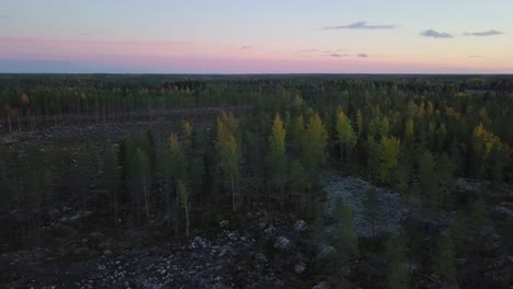 Aerial,-Northern-Europe-clear-cut-pine-and-spruce-forest,-autumn-midnight