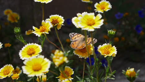 Una-Mariposa-Pintada-Que-Se-Alimenta-De-Néctar-Y-Recoge-Polen-En-Un-Prado-De-Flores-Silvestres-Amarillas-En-Cámara-Lenta-De-Primavera