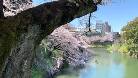 A-panoramic-by-the-Imperial-Palace-moat-at-Chidorigafuchi-Park-with-rowboats-navigating-around-cherry-blossom