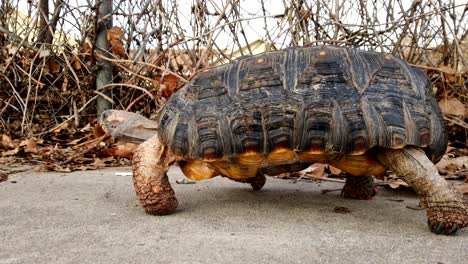 A-beautiful-pet-tortoise-walking-across-frame-on-a-sidewalk-in-the-suburbs