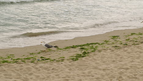 Slow-Motion-beautiful-seagull-walking-alone-looking-for-something-on-the-beach
