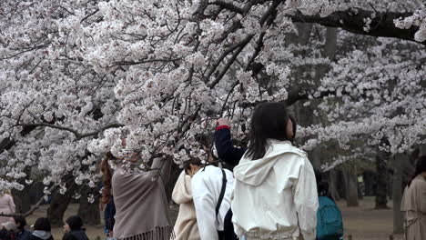 Japanische-Mädchen,-Die-Fotos-Mit-Freunden-Vor-Einem-Wunderschönen-Kirschbaum-Machen,-Blüht-Im-Yoyogi-Park