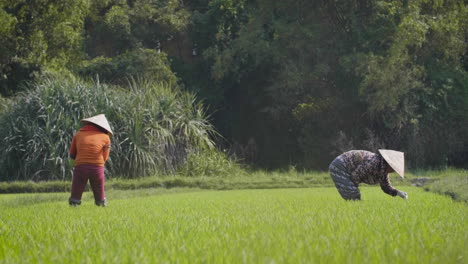 Zwei-Traditionelle-Landarbeiterinnen-Ernten-Reis-Von-Hand-In-Reisfeldern-In-Vietnam