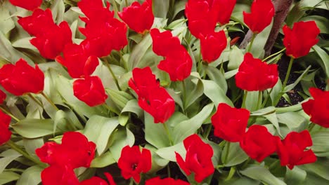 Red-tulips-in-the-springtime.-
Shot-in-4K