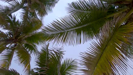 Slow-motion-looking-up-from-below-the-tops-of-a-dense-view-of-leaves-of-palm-trees-passing-several-at-sunrise-with-a-flock-of-birds-circling-in-the-sky