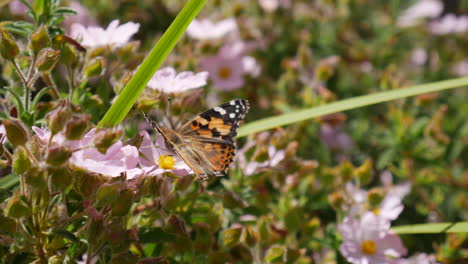 A-painted-lady-butterfly-feeding-on-nectar-and-collecting-pollen-on-pink-wild-flowers-during-spring-SLOW-MOTION