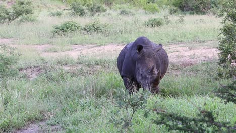Rinoceronte-Blanco-De-Pie-Entre-La-Hierba-Sabi-Sands-Game-Reserve-En-Sudáfrica