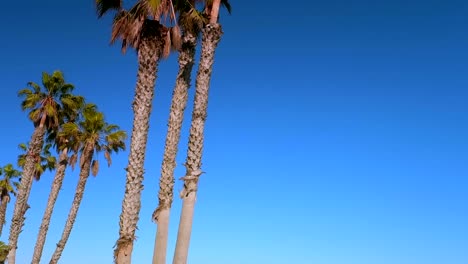 Pan,-shot-of-Ventura-Beach-coast-and-Palm-trees,-slow-motion,-Ventura-Beach,-California,-USA