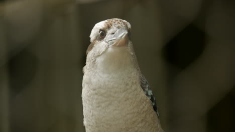 Kookaburra-Australiano-Nativo-De-Alas-Azules-Dentro-De-Un-Santuario-De-Vida-Silvestre