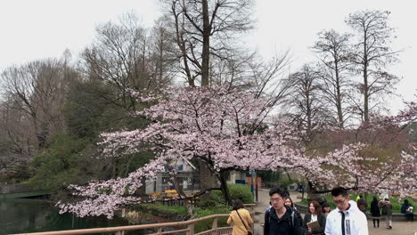 A-group-of-young-Asian-people-walk-in-front-of-a-pink-cherry-blossom-at-Inokashira-Park,-Japan