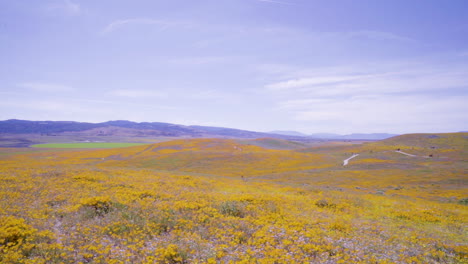 The-Antelope-Valley-Poppy-Reserve-in-Lancaster,-California