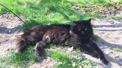 Big-black-cat-lie-on-the-ground