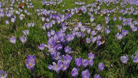 A-alpine-meadow-with-thousands-of-purple-crocus-flowers