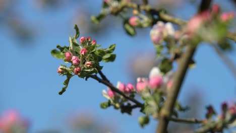 Blumen-Eines-Apfelbaums-Blühen-Im-Frühling