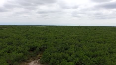 Top-view-shot-of-some-trees-around-a-local-salt-lake-shot-on-a-drone