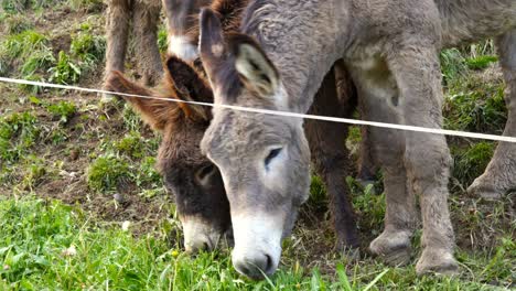 Donkeys-grazing-in-the-mountains-eat-grass