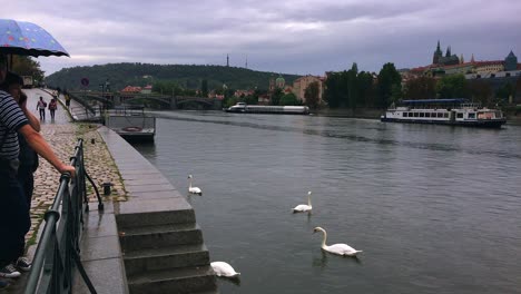 Prague-Castle-in-the-distance-while-Ducks-are-playing-in-Vltava-river-with-2-tourists-holding-an-Umbrella-in-the-drizzling-rain-and-enjoying-the-relaxing-view