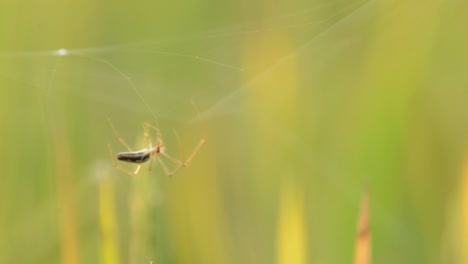 Spinne,-Die-Damit-Beschäftigt-Ist,-Das-Netz-Im-Reisfeld-Zu-Bauen