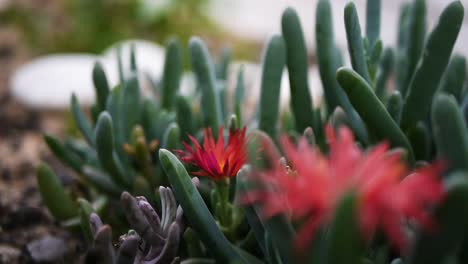 red-cactus-flower