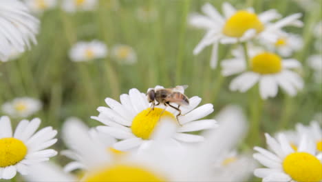 Eine-Biene-Füttert-Eine-Weiße-Gänseblümchenblume-Inmitten-Einer-Wiese-Mit-Weißen-Gänseblümchen
